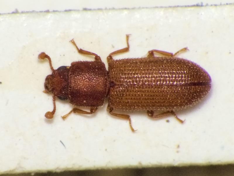Synchita mediolanensis (A. & G.B. Villa, 1833)